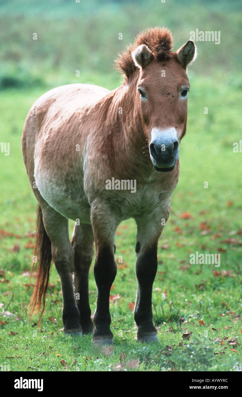Przewalski Wild Horse mongolian asian takhi Stock Photo