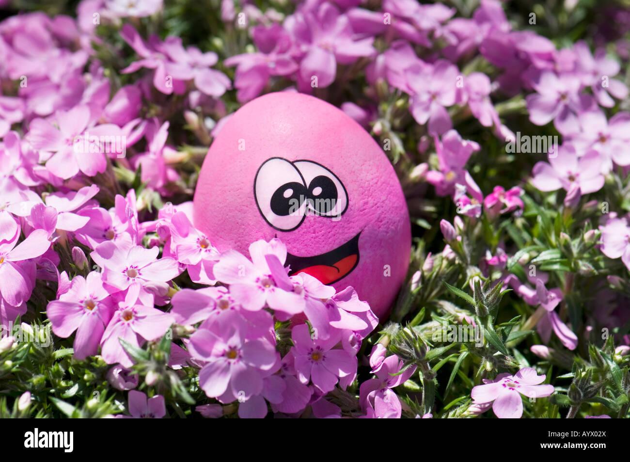 A pink Easter egg with a funny face looks out from a bed of Creeping Phlox. Stock Photo