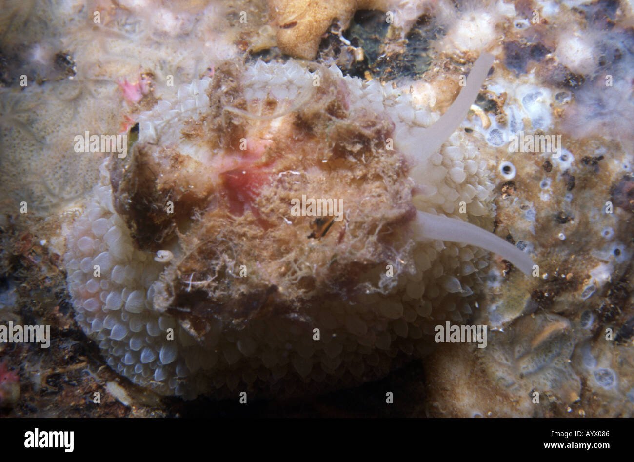 Nudibranch Umbraculum umbraculum The small remnant of the gastropod ...