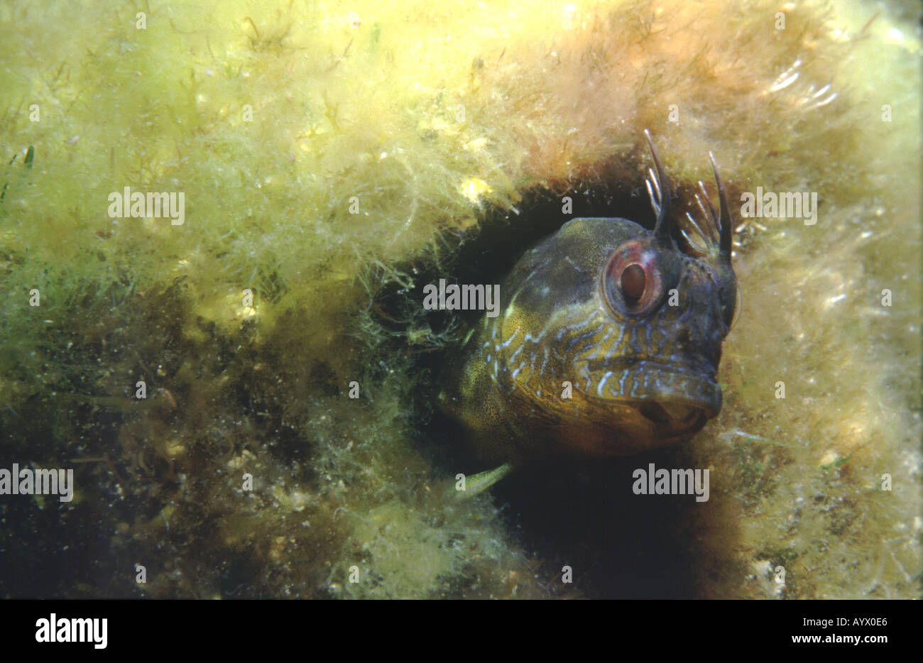 A Mediterranean blenny peering out of its burrow. Parablennius incognitus Stock Photo