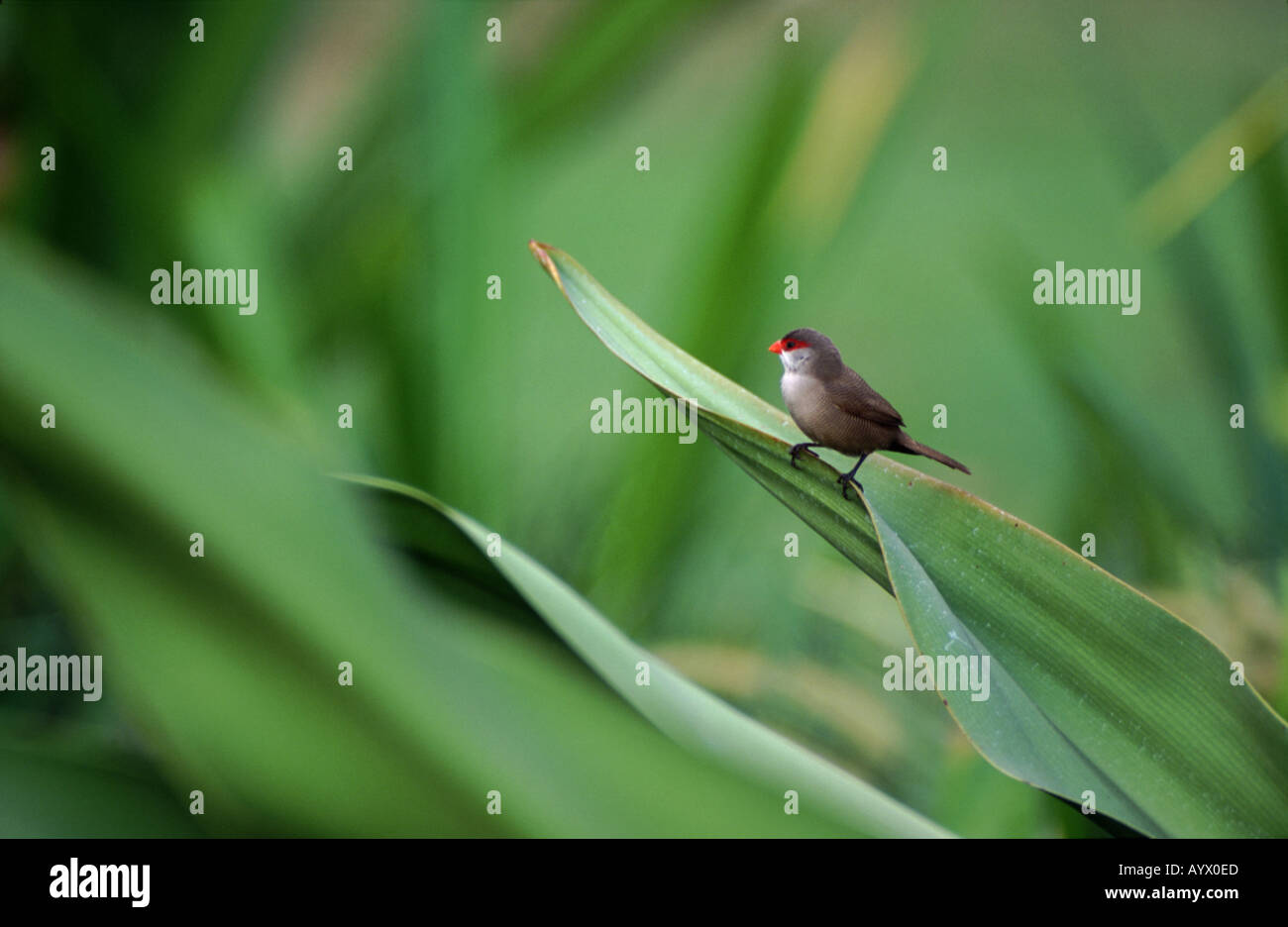 Common waxbill, Estrilda astrild, perched on the broad leaves on an ornamental plant in a  Oahu (Hawaii) park. Stock Photo