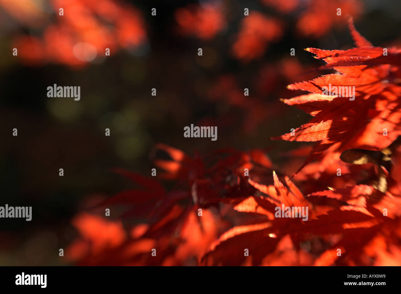 Japanese Maple Acer Palmatum at Westonbirt Arboretum UK Stock Photo