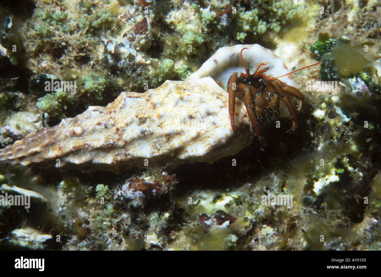 Mediterranean Hermit Crab Stock Photo - Alamy