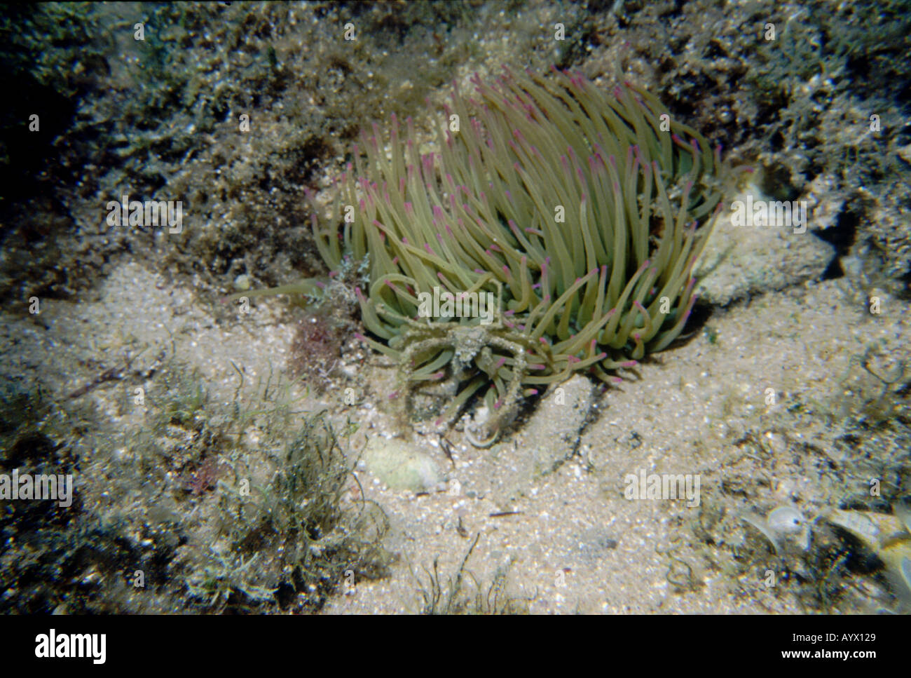 Symbiotic spider crab at the base of its pink-tipped anemony host. Aegean Sea. Stock Photo