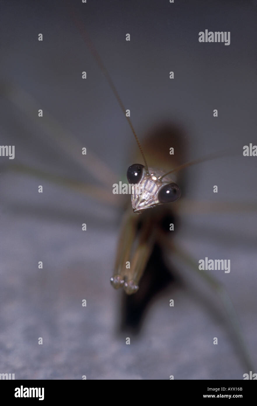 Preying mantis portrait. Selective focus on face. Stock Photo