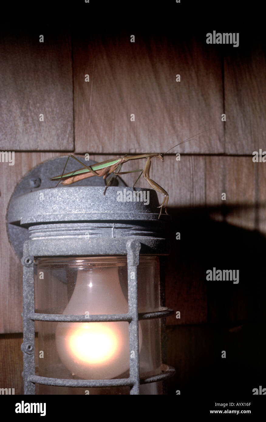 Preying mantis waiting for prey on outdoor lamp. Stock Photo