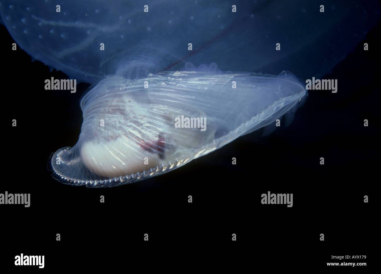 Close up of the transparent shell of pelagic gelatinous snail Carinaria showing the visceral mass inside Stock Photo