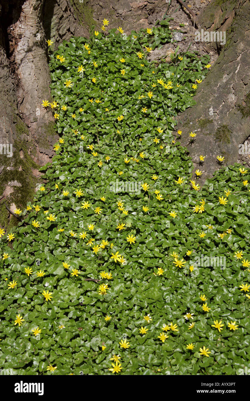 Lesser Celandine Ranunculus ficaria Ranunculaceae Stock Photo