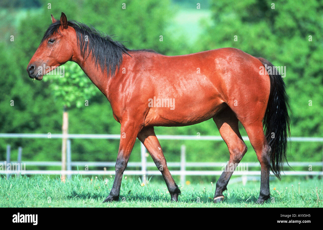 quarter horse Stock Photo Alamy