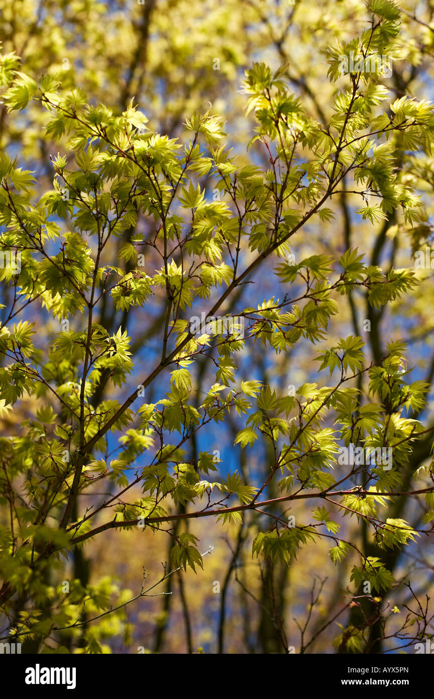 Acer palmatum sango kaku. Japanese Maple tree young leaves Stock Photo ...