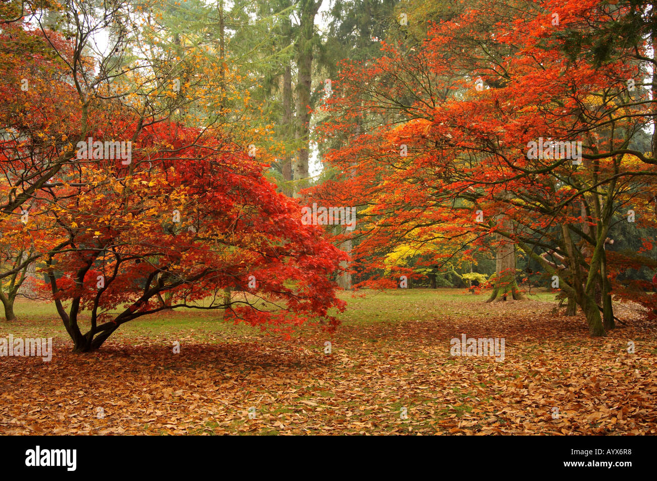 Westonbirt Arboretum in the Cotswolds in England Stock Photo