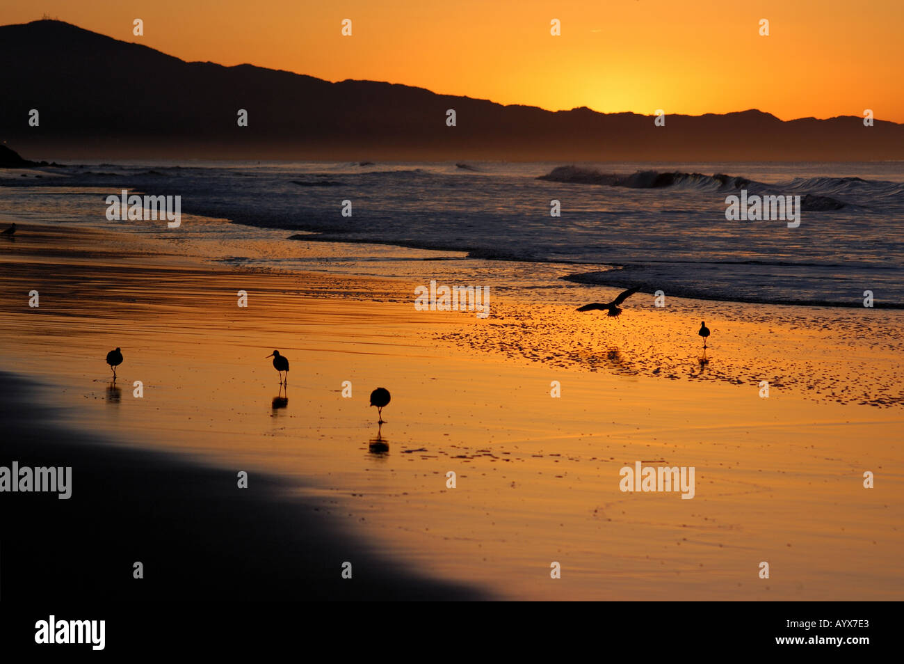 Marine Birds Sunset Stock Photo