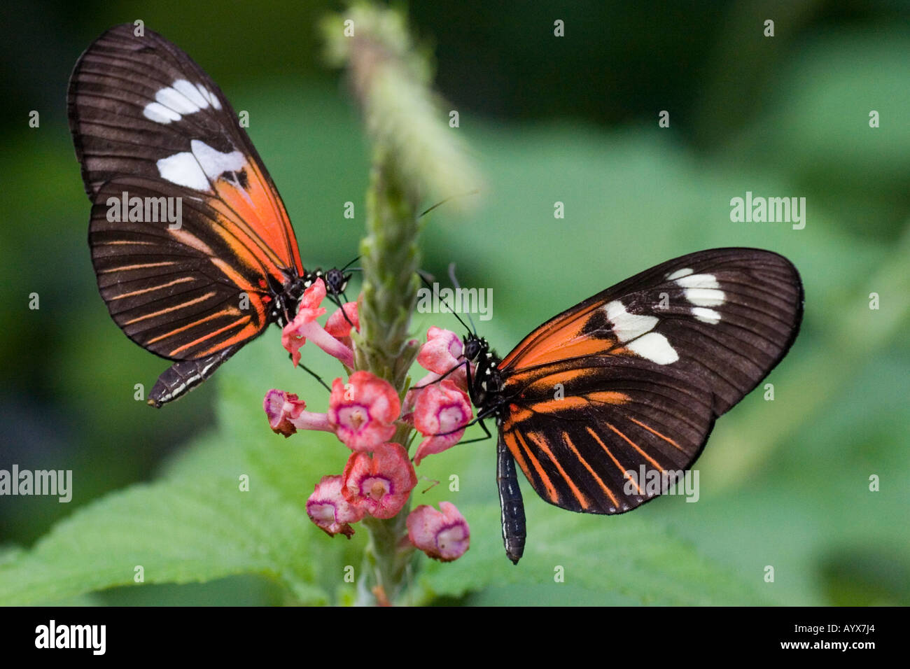 Two Postman Butterflies Stock Photo - Alamy