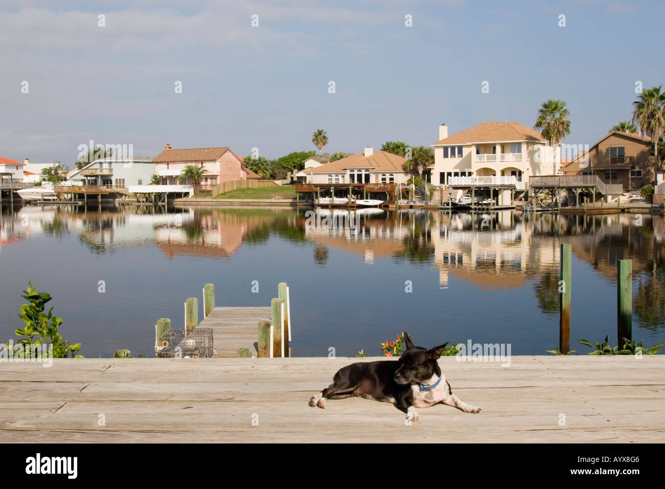 Dog sitting on decking, South Padre Island Corpus Christi Texas TX USA