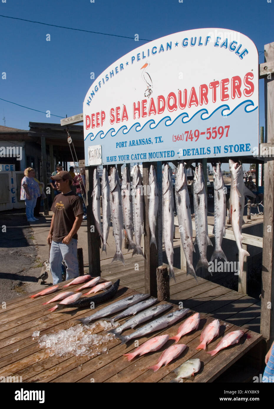 Fish catch on display at Deep Sea Headquarters Port Aransas Corpus