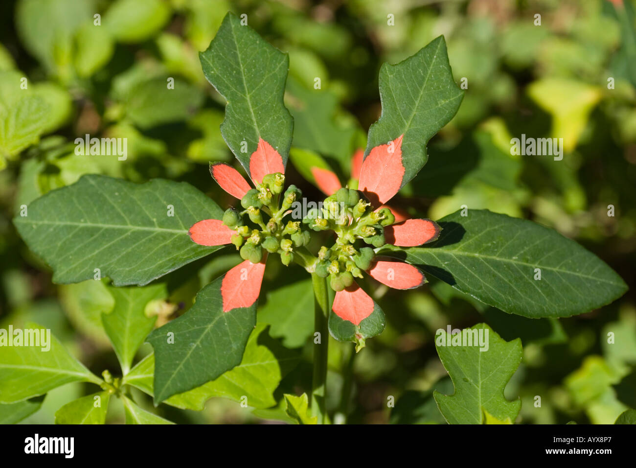 Summer poinsettia Euphorbia cyathophora  Euphorbiaceae Stock Photo