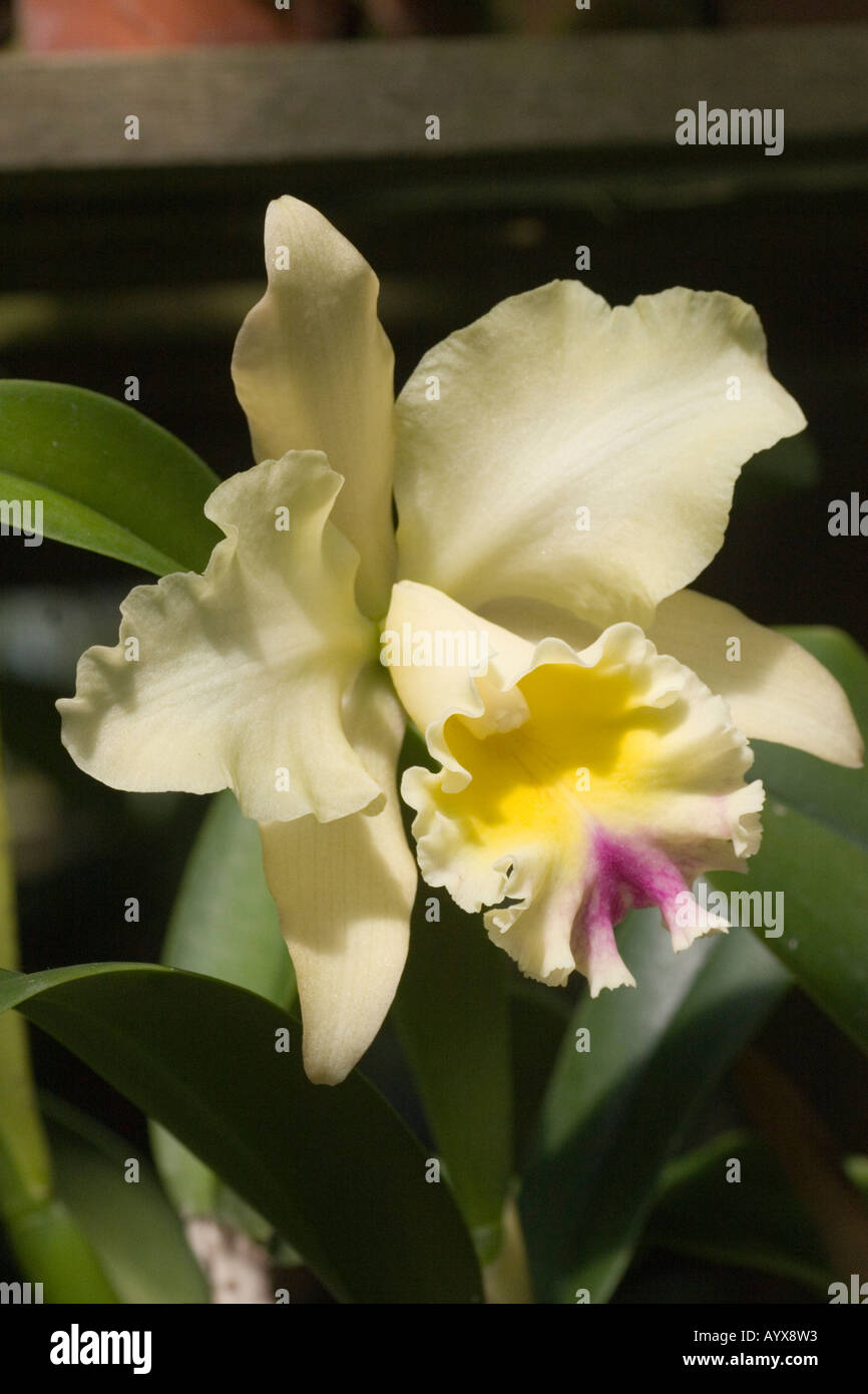 Blc. Campobello 'Mendenhall' orchid Stock Photo