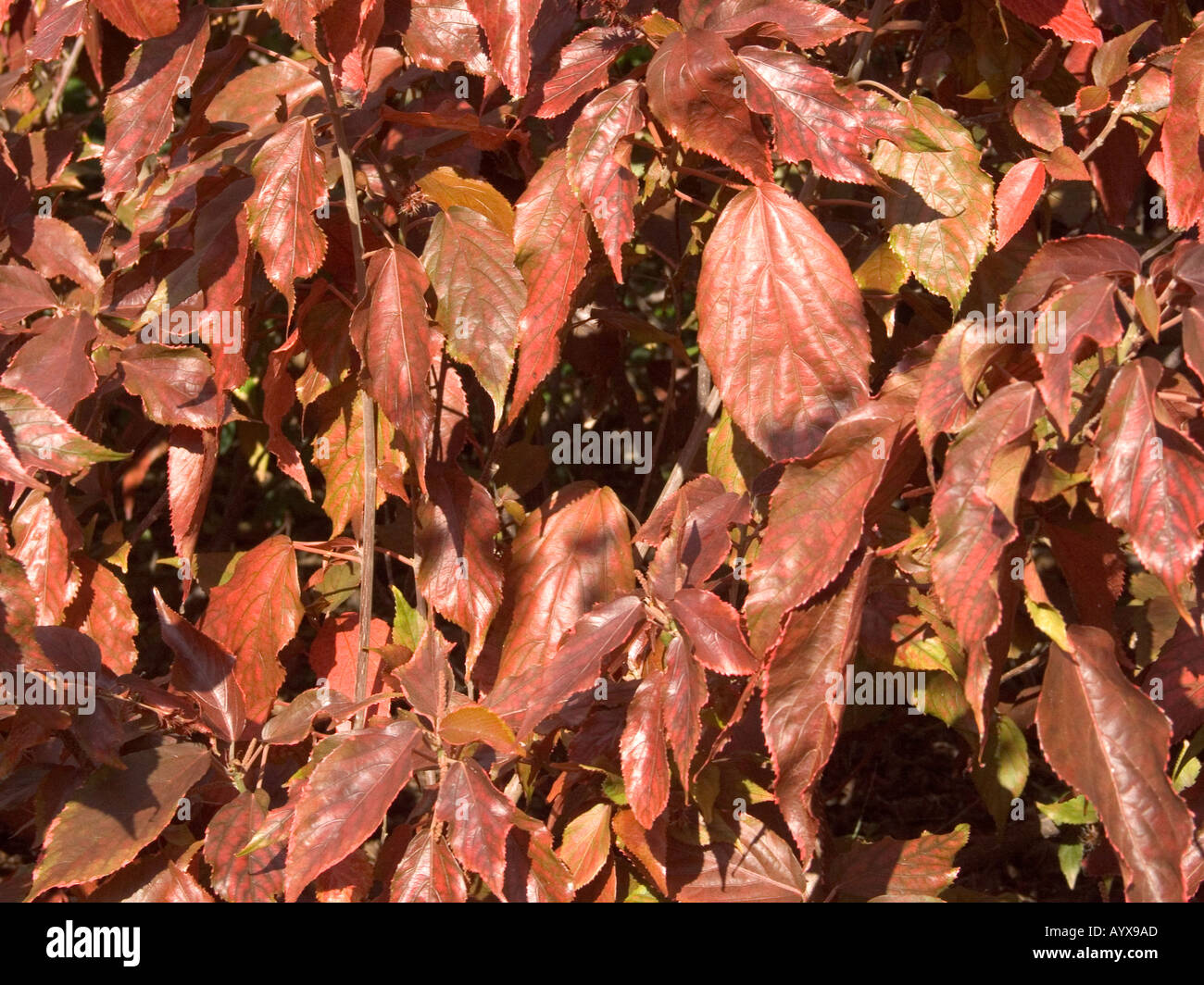 Copper Leaf or Jacobs Coat plant Stock Photo