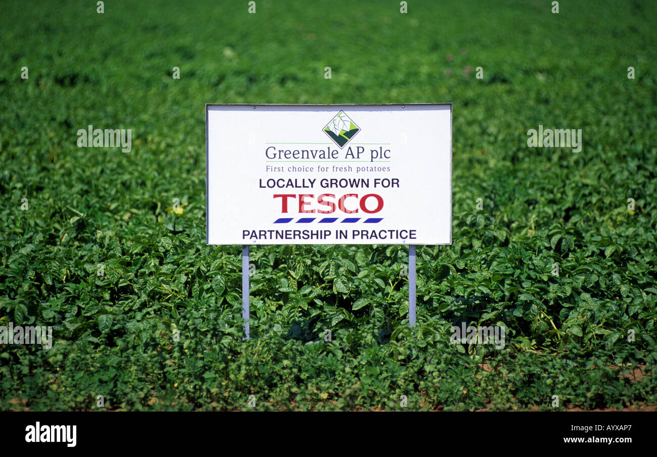 Potatoes being grown for Tesco supermarkets in partnership with Greenvale AP plc, Ramsholt, Suffolk, UK. Stock Photo