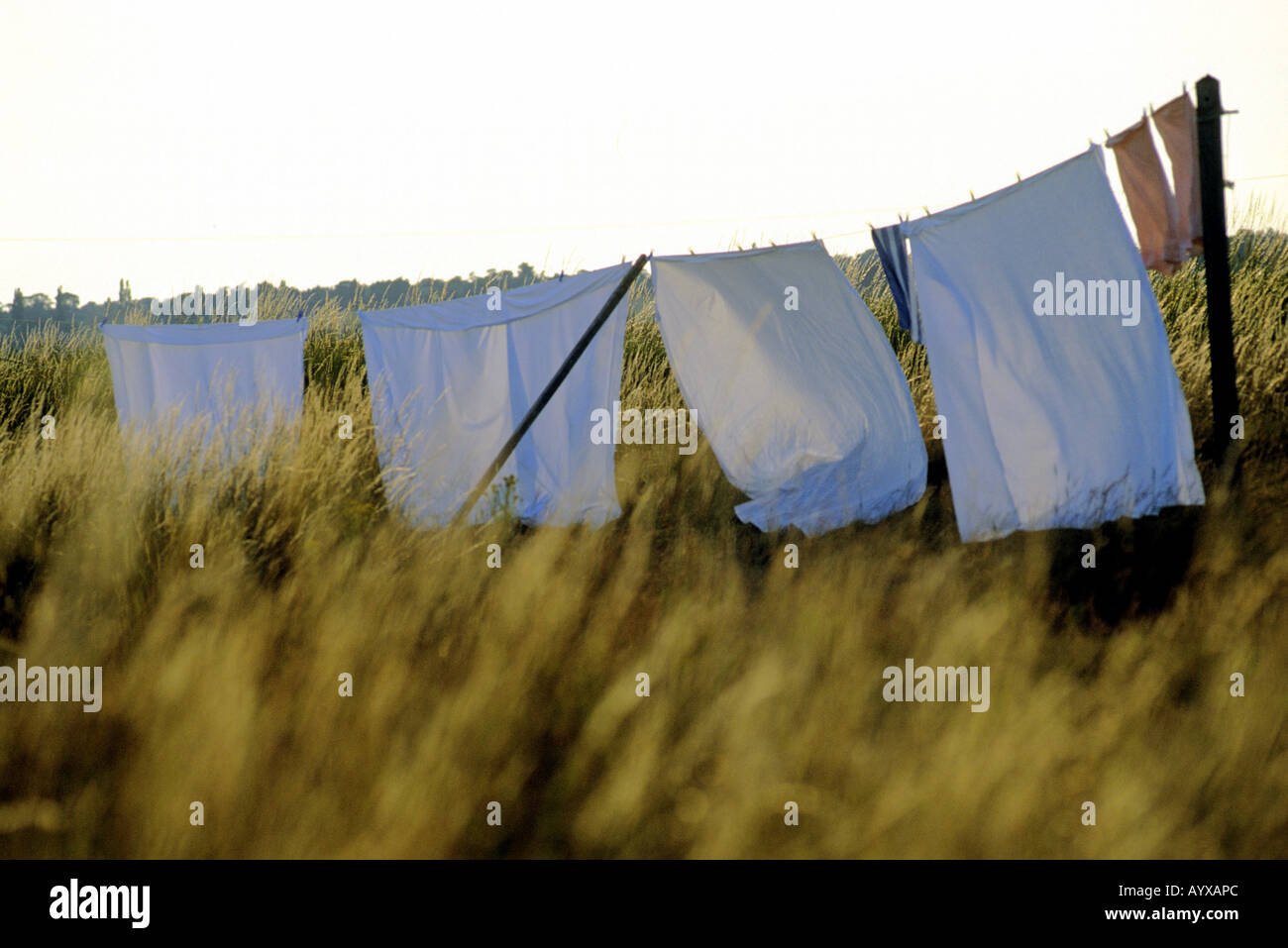 Bedsheets drying on a washing line, Shingle Street, Suffolk. Stock Photo