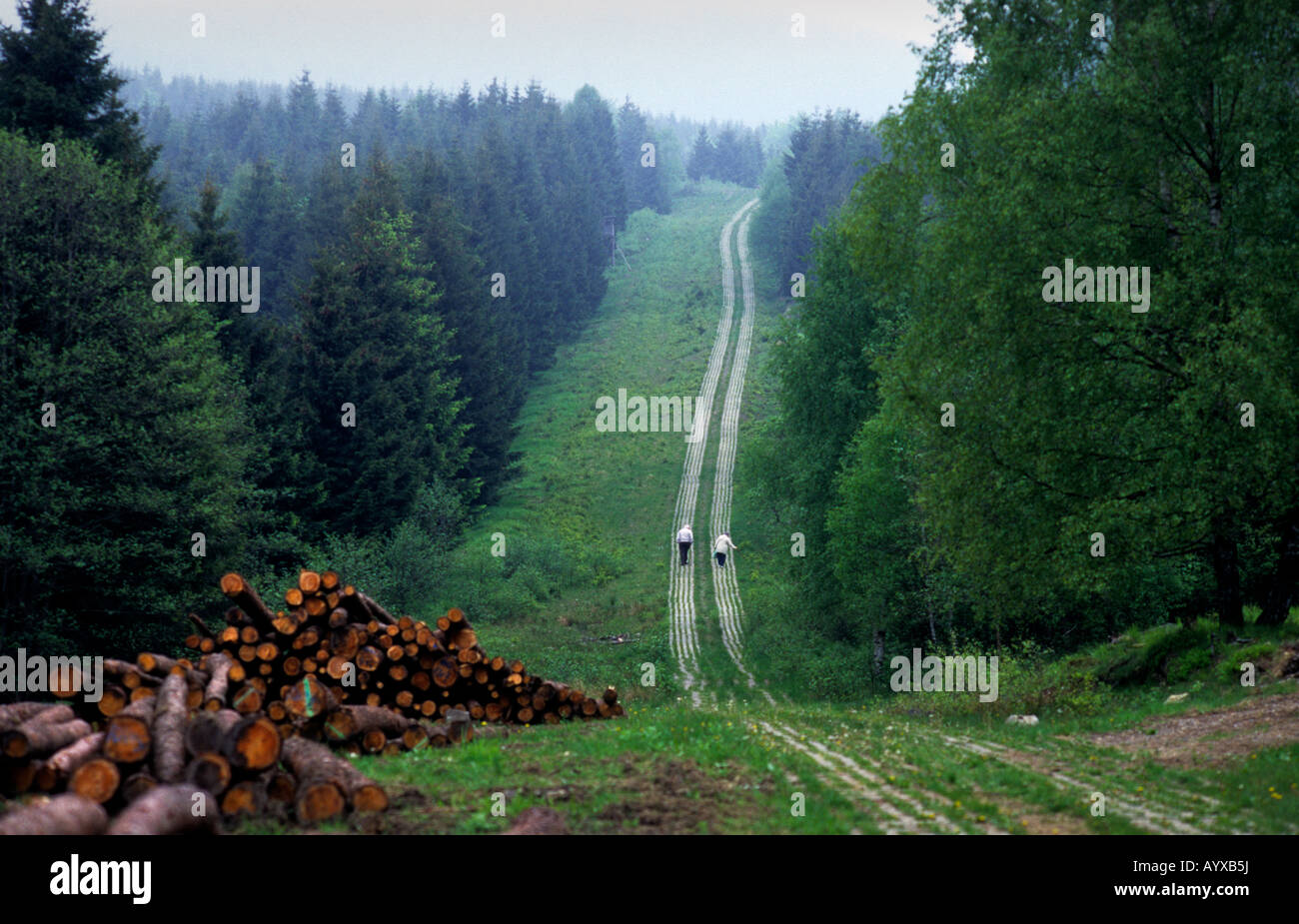 GERMANY DDR BORDER TANK TRACKS WALKING EXERCISE FOREST RELAXATION HARZ MOUNTAINS Stock Photo