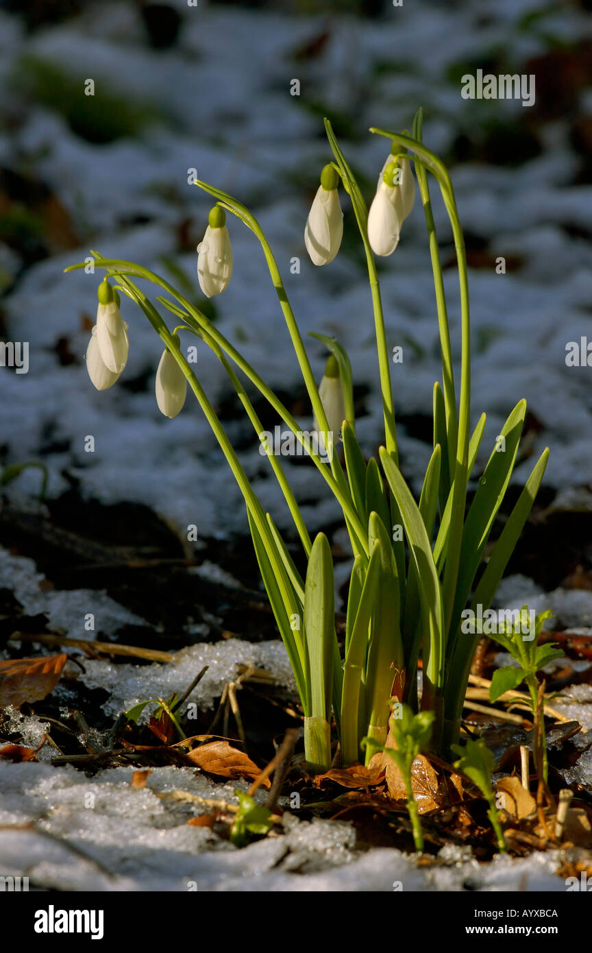 Snowdrop Galanthus nivalis Stock Photo