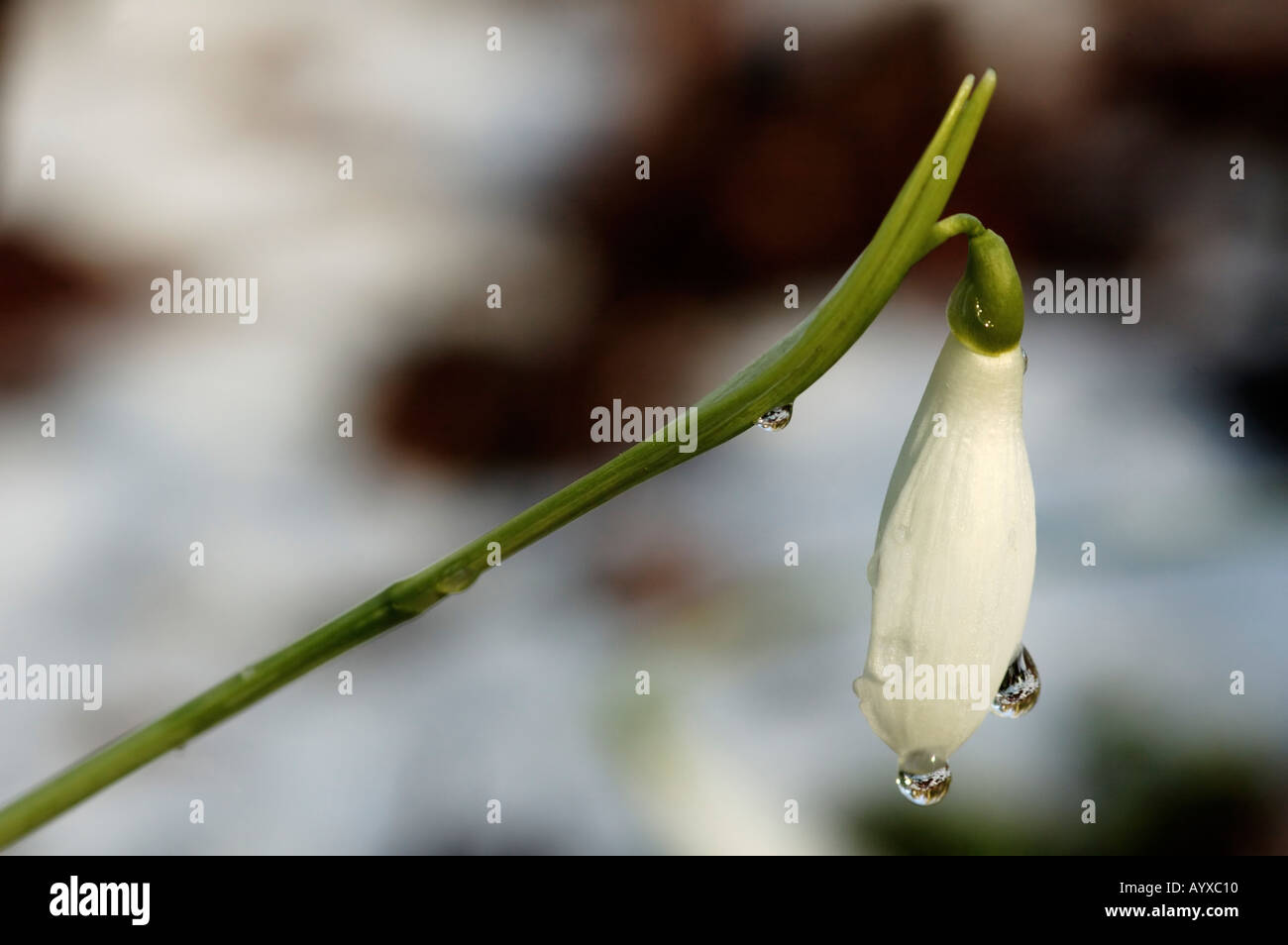 Snowdrop Galanthus nivalis Stock Photo