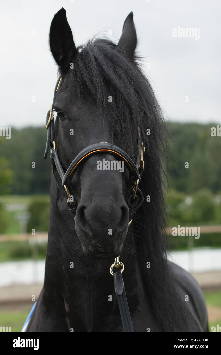The black horse hair Stock Photo