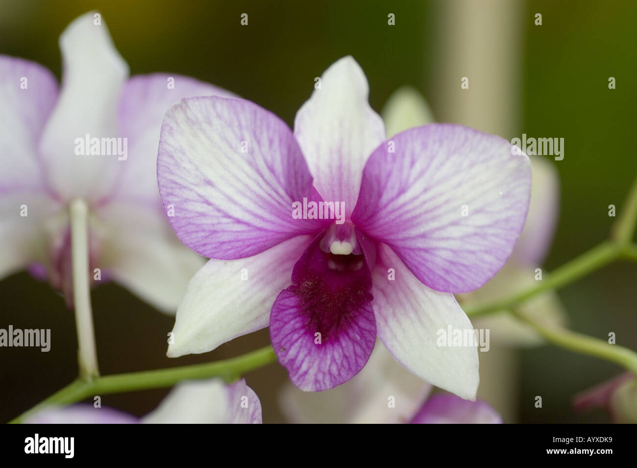Cooktown Orchid,  Dendrobium bigibbum var phalaenopsis floral emblem of Queensland Australia Stock Photo