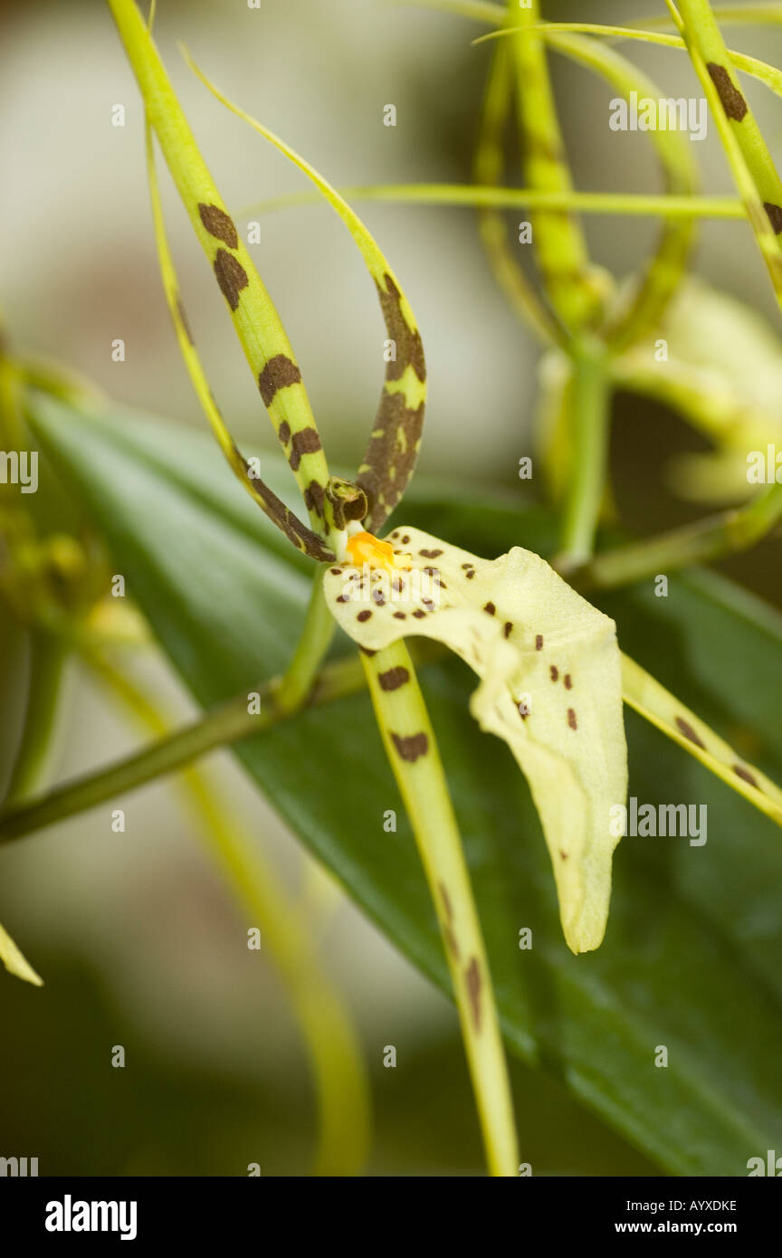 Brassia Rex spider orchid in PNG garden Stock Photo