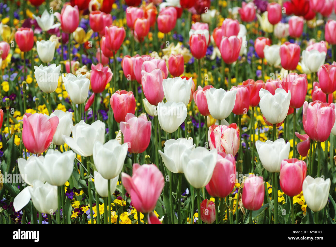 pink and white tulips yellow background Stock Photo - Alamy