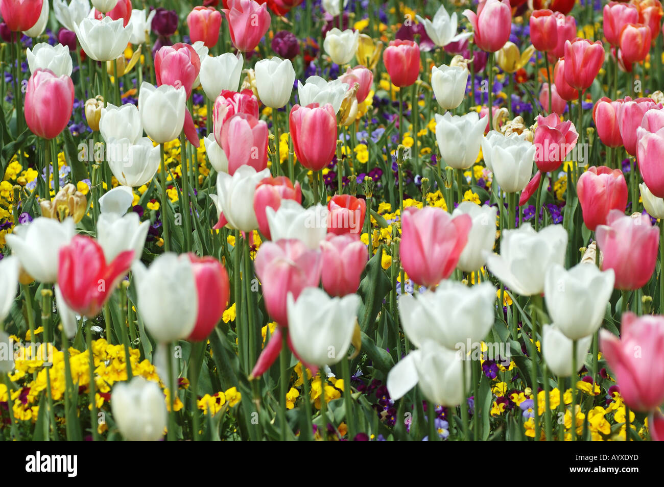 pink and white tulips yellow background Stock Photo - Alamy