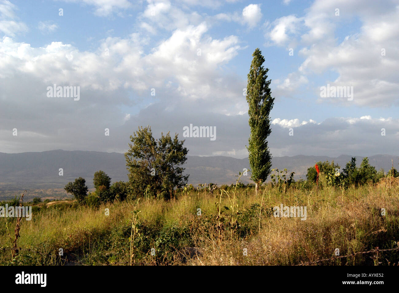 Landscape with poplar tree Kurdistan Northern Iraq Stock Photo