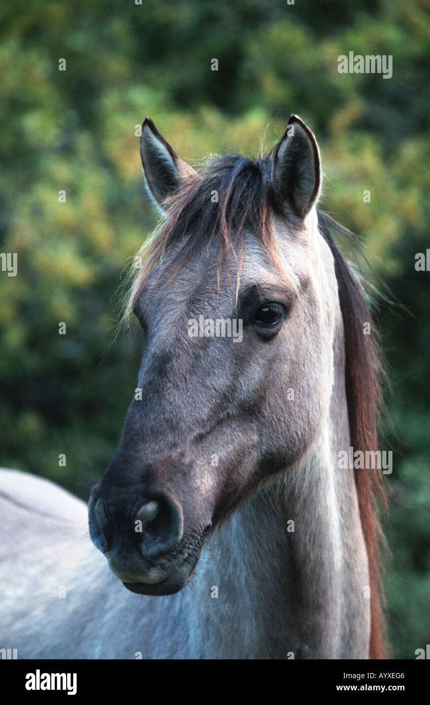 Sorraia pferd hires stock photography and images Alamy