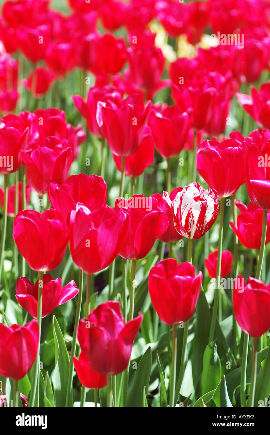 Chloe Fields of Pink Tulips Set