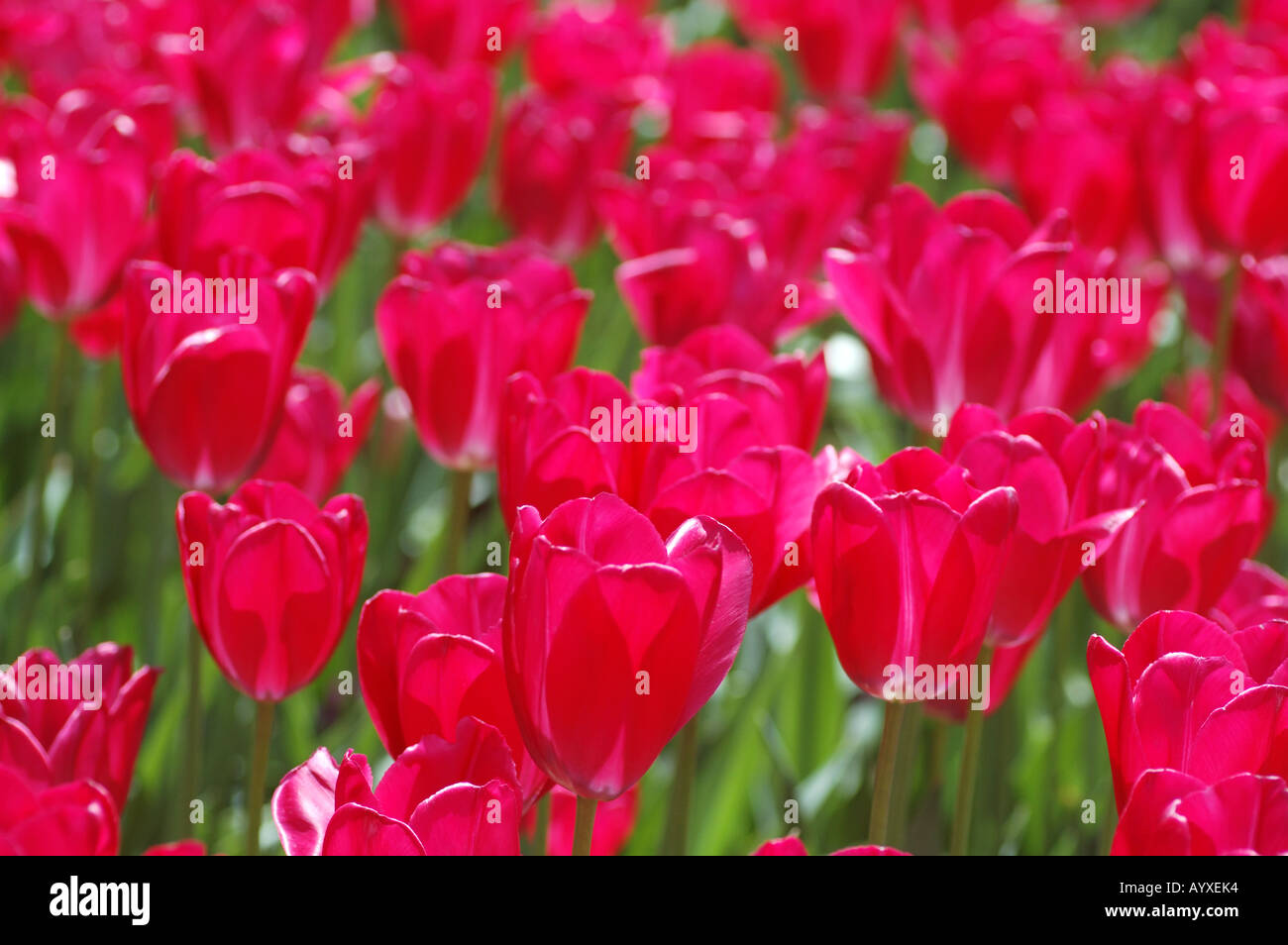 field of pink Tulips Stock Photo - Alamy