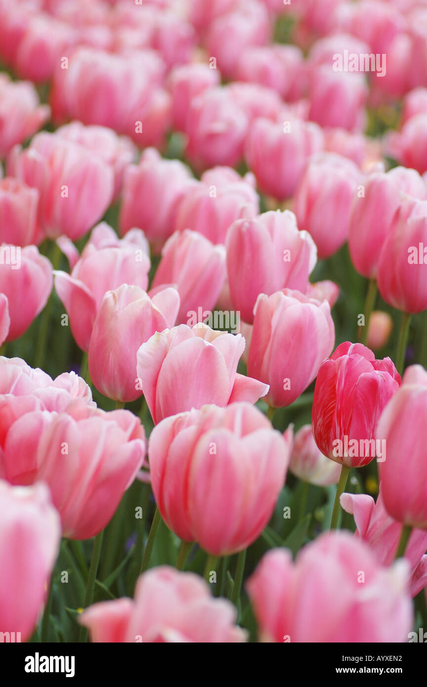 Field of pink tulips Stock Photo