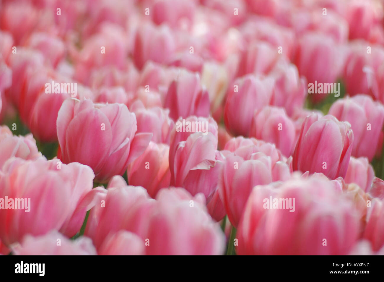 Field of pink tulips Stock Photo - Alamy