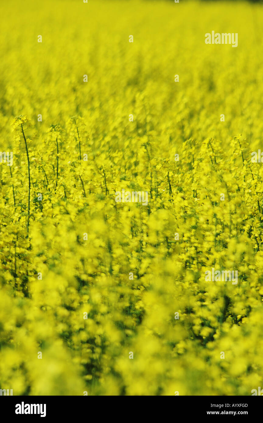 Canola lear hires stock photography and images Alamy