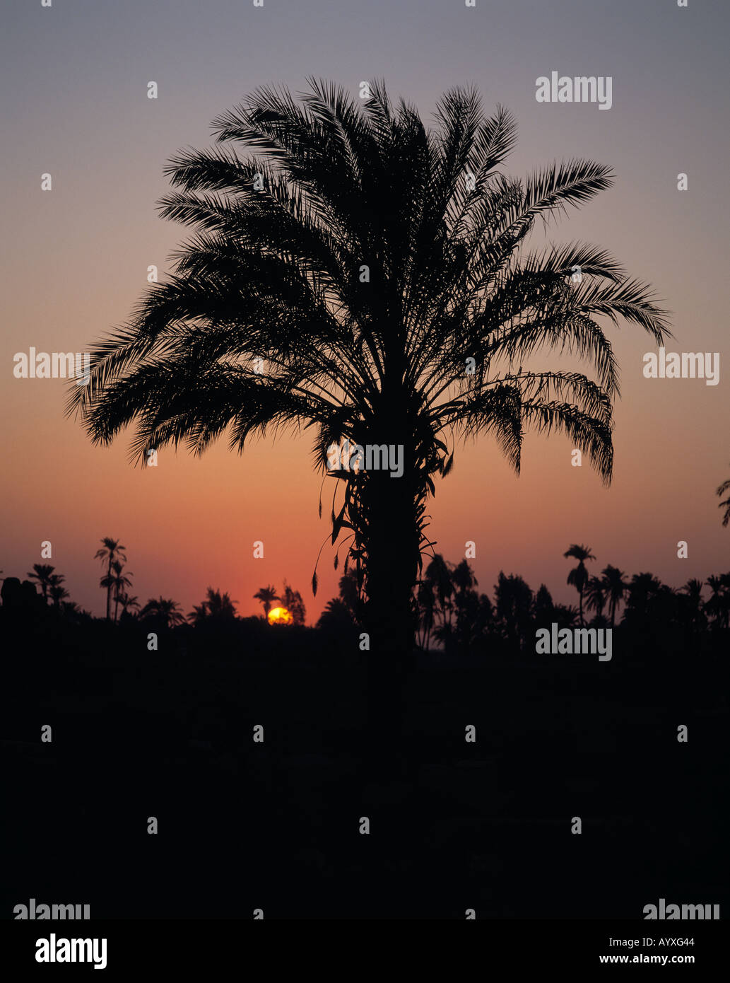 Sonnenuntergang Sonne Geht Hinter Einer Palme Unter Abendrot