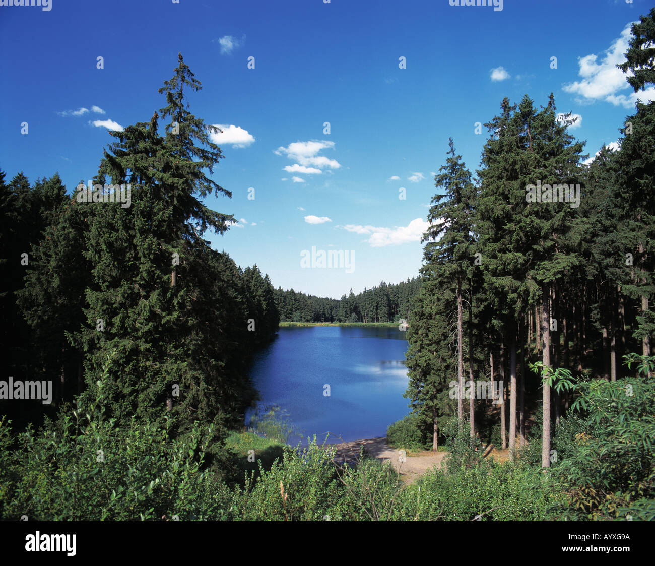 Mittlerer baum hires stock photography and images Alamy