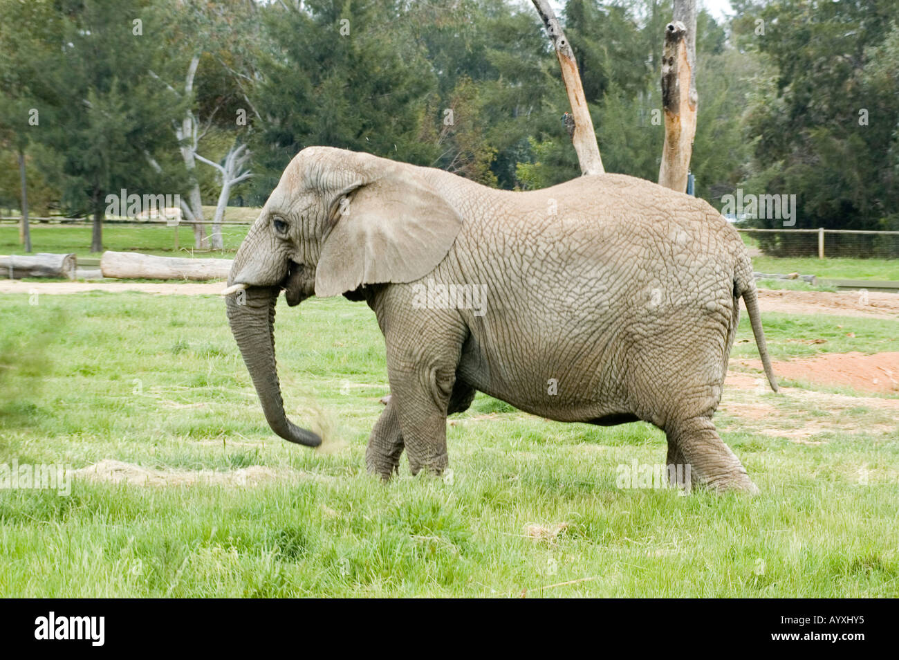 African Elephant Loxodonta Africana Dubbo Zoo NSW Australia Stock Photo ...