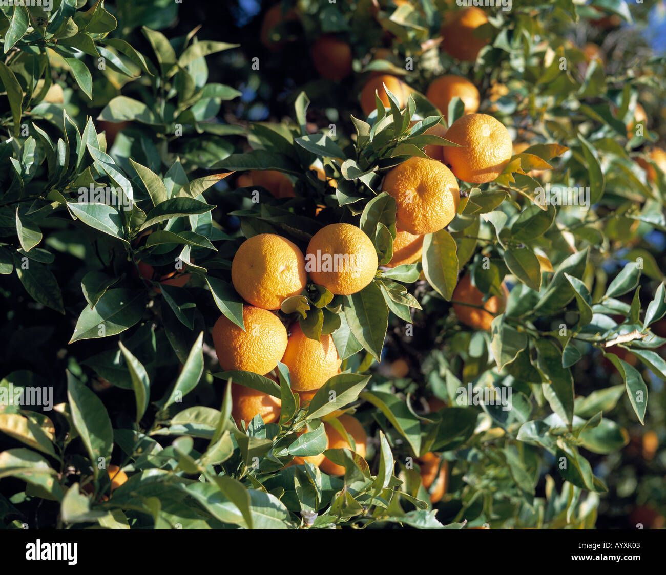 Orangenbaum, Andalusien Stock Photo