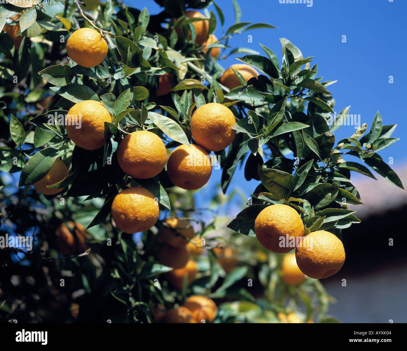 Orangenbaum, Andalusien Stock Photo