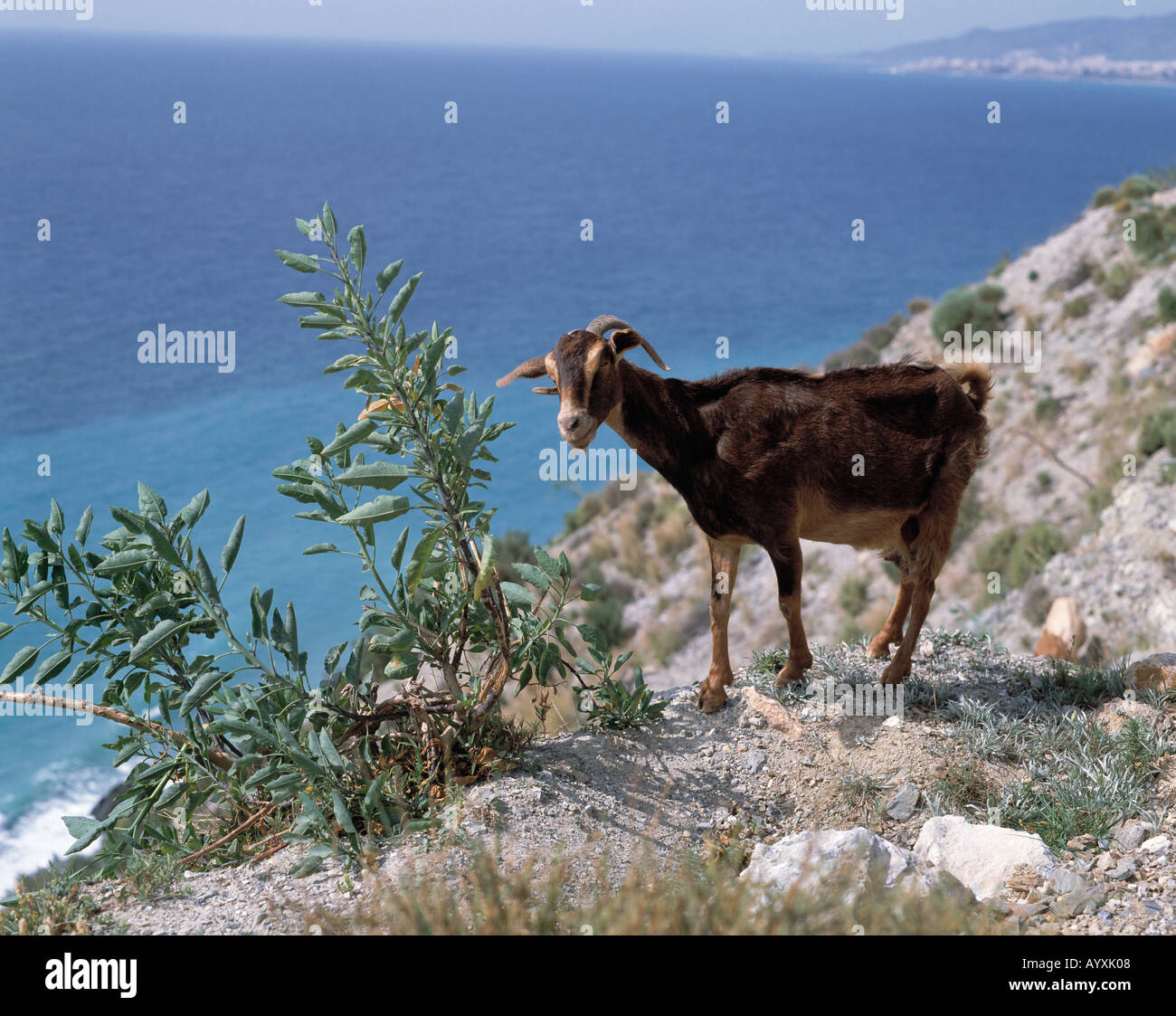 Ziege steht auf steinigem Grund ueber dem Meer, Abhang, Andalusien Stock Photo