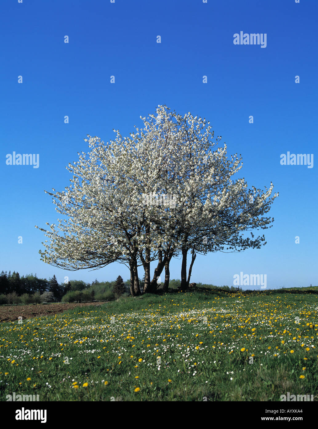 freistehender Baum, Baumbluete, Fruehling, Blumenwiese Stock Photo - Alamy