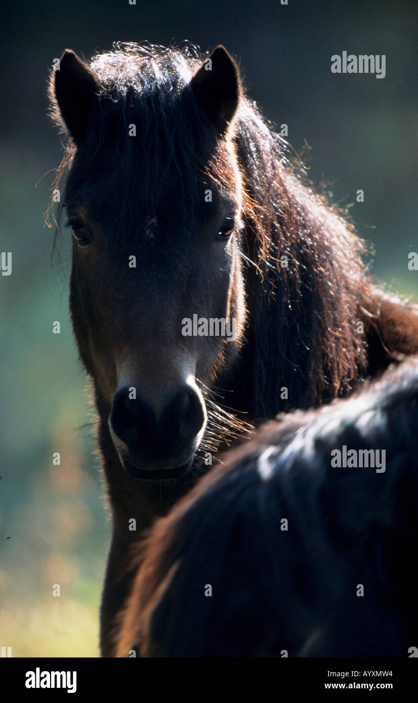 Dartmoor Pony England Dartmoor Nationalpark Stock Photo Alamy