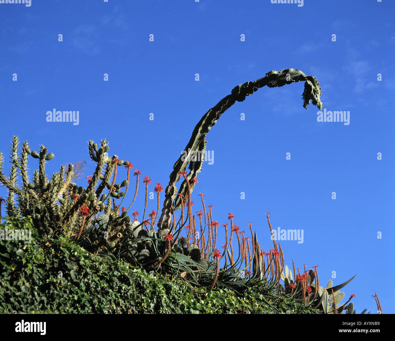 kunstpflanzen beste qualität Künstlicher Hänge-Efeu - Markus | 55 cm main image 1