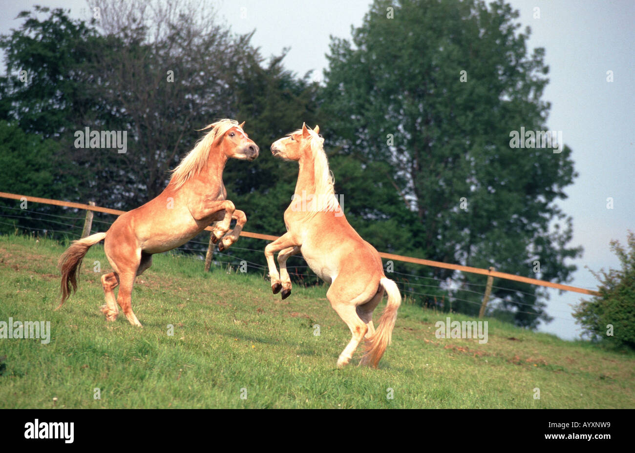 Haflinger Horse Stock Photo