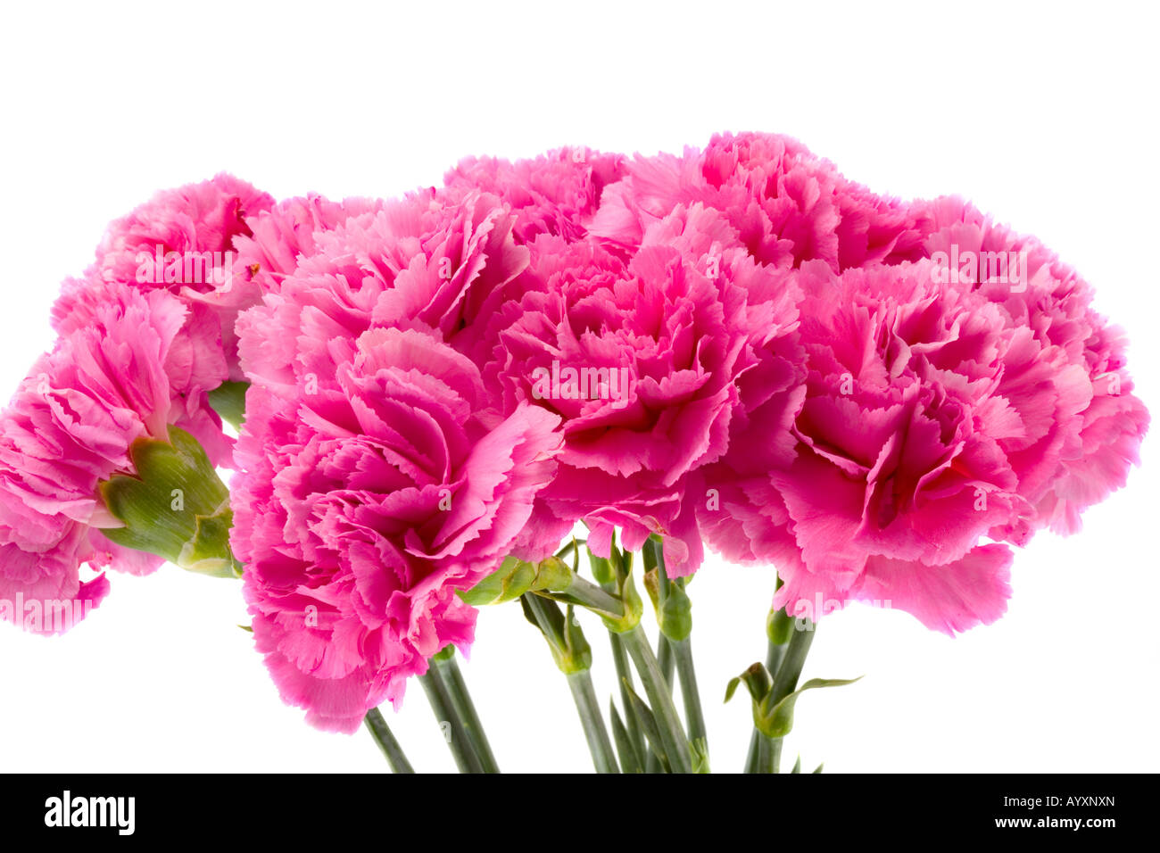 the bouquet from pink carnations on white background Stock Photo - Alamy